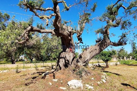 Landejendom i Carovigno, Brindisi, Carovigno - € 98.000 | Ref: 122569 - foto 22